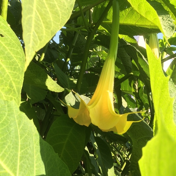 Angel's-trumpet | NVBT